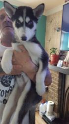 Cute and Healthy Siberian Husky Puppies