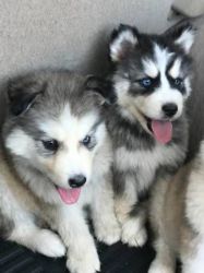 Beautifull Siberian husky puppies Ready for a new family
