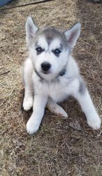 Grey Siberian Husky Puppies With 2 Blue Eyes