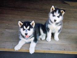 two siberian husky puppies available on sale . contact (xxx) xxx-xxx2
