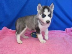 Male and female Siberian Husky Puppies For Sale