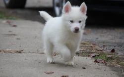 Excellent White Siberian Husky Puppies