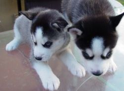 siberian Husky puppies for adoption