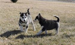 Siberian Huskys Males and females