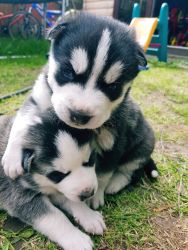 Blue Eyed Husky Puppies for Adoption