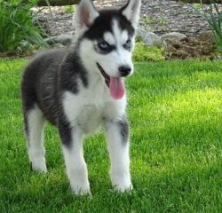 Gorgeous Siberian Husky Puppies Available