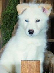 (Jetson)Siberian Husky Puppies for Sale