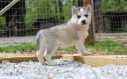 Sweet and loving blue Eyes Siberian Husky Puppies