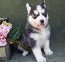 Lovely Black and white Siberian Husky Puppies