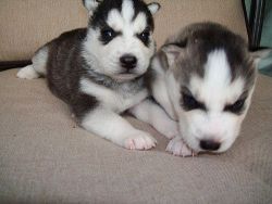 **Siberian husky puppies for sale**
