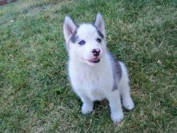 Super Active Siberian Husky Puppies Now Available
