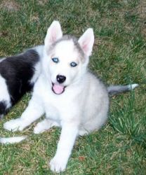 Male And Female Siberian Husky Puppies Ready To Go