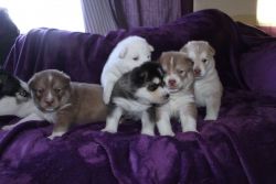 adorable siberian husky puppies now ready for their loving home