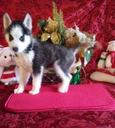 Goberian Puppie Girl and a boy for sale