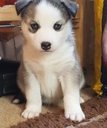 Cute Siberian Husky puppy for a lovely home