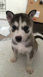 Lovely Registered Siberian Husky Puppies Ready Now