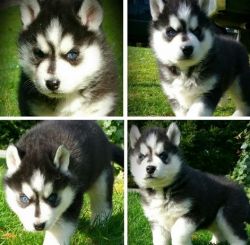 Blue Eyes Siberian Husky Puppies Available Now.