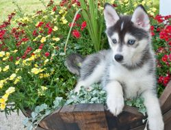 Akc Pure Breed Siberian Husky Puppies. (xxx) xxx-xxx0