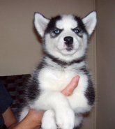 Very Special Siberian Husky Puppies ready for great homes