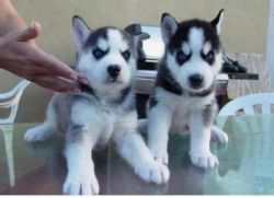 Adorable Blue Eyed Siberian Husky Puppies For Sale (xxx) xxx-xxx0