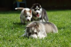 Family Trained Siberian Husky Puppies