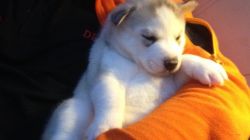 Playful siberian puppies for sale