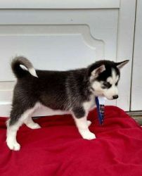 Puppies For Adoption** Pure Breed Siberian Husky