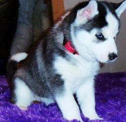 Siberian Husky Puppies for Adoption (xxx) xxx-xxx0