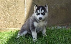 Gorgeous Siberian Husky puppies For Sale