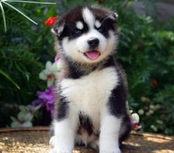 Awesome Huskies Puppies