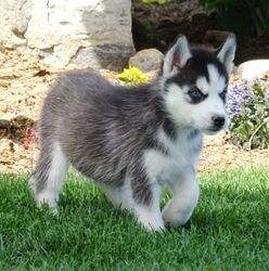 registered Siberian husky puppies