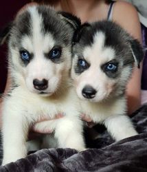 Kc Reg Blue Eyed Pups