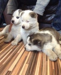 PUREBRED Siberian husky puppies for re-homing