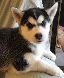 lily sibeerian husky pups for sale