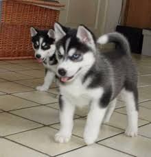 Awesome Male and Female Siberian Husky puppies seeking lovely home