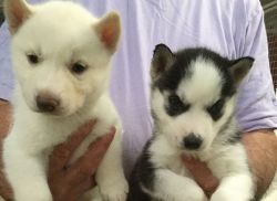 Husky Puppies For Sale.