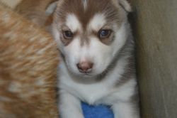 7 Siberian Huskies For Sale!