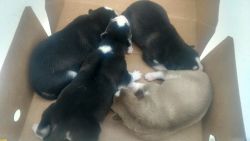 AKC Siberian husky puppies for sale!