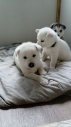 Gorgeous Siberian Husky Pups