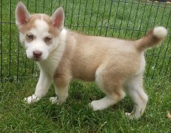 Stunning Siberian Husky Pup ready to go to a pet loving home.