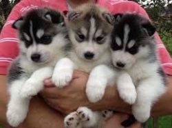 Siberian Husky Puppies TEXT , xxxxxxxxxx
