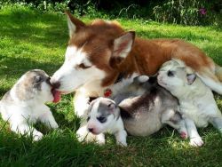 Kc Registered Siberian Husky Puppies For Sale