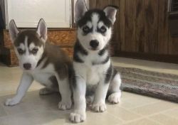 Adorable Siberian Husky puppies ready for Sale