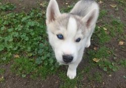 New Litter of Siberian Husky puppies. Text (xxx) xxx-xxx2