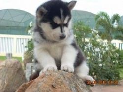 Adorable Siberian Husky Puppies For Adoption