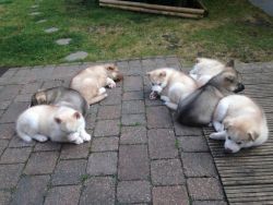 siberian husky pups for sale