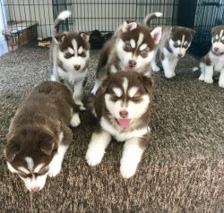 Husky/malamute Puppies