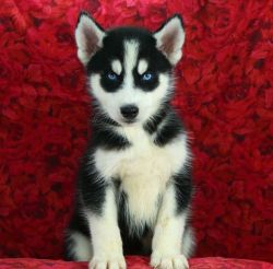looking for a good home my siberian huskies.