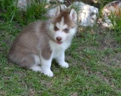 Healthy Registered Husky puppies available