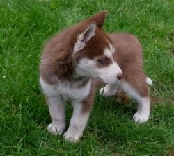 Stunning male and female Siberian Huskies for sale.